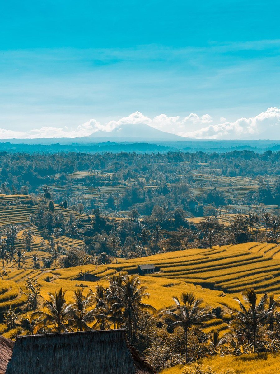 Rice terraces near Ubud