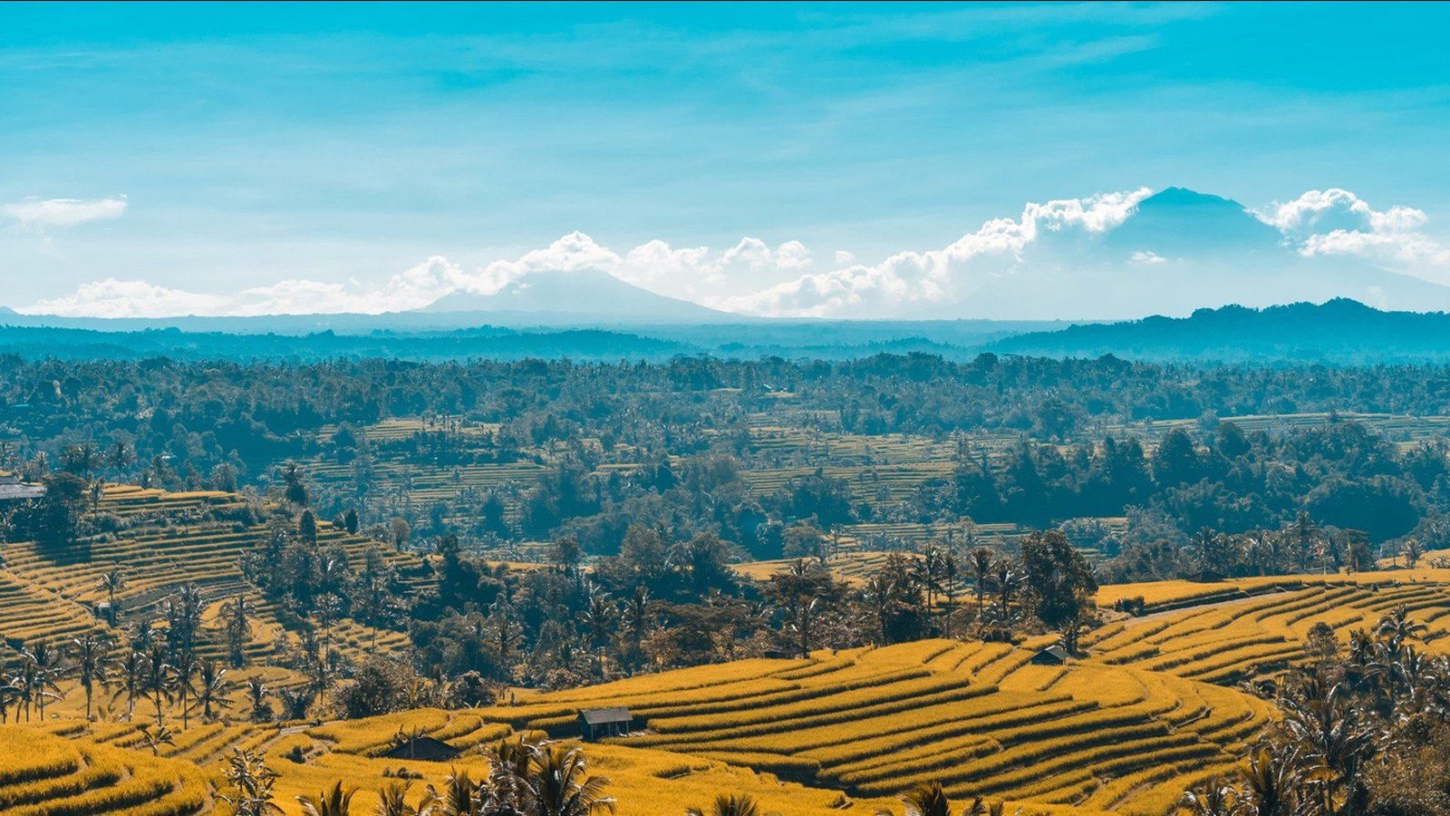 Rice terraces near Ubud